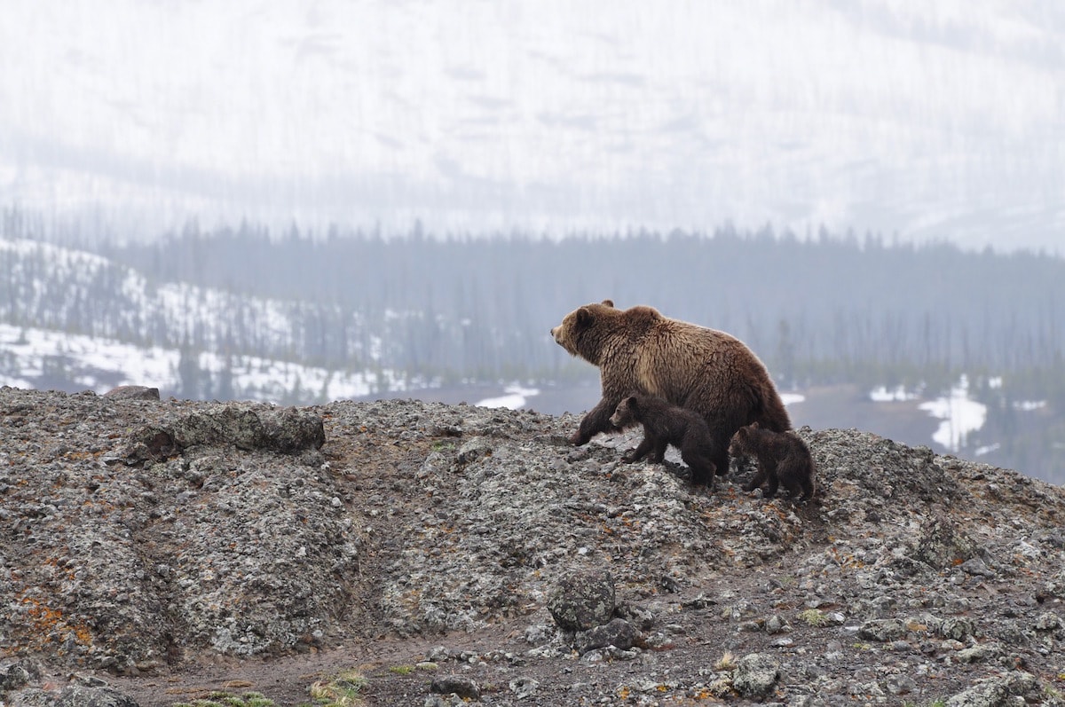 Imagine seeing a bear in the wild in Alaska