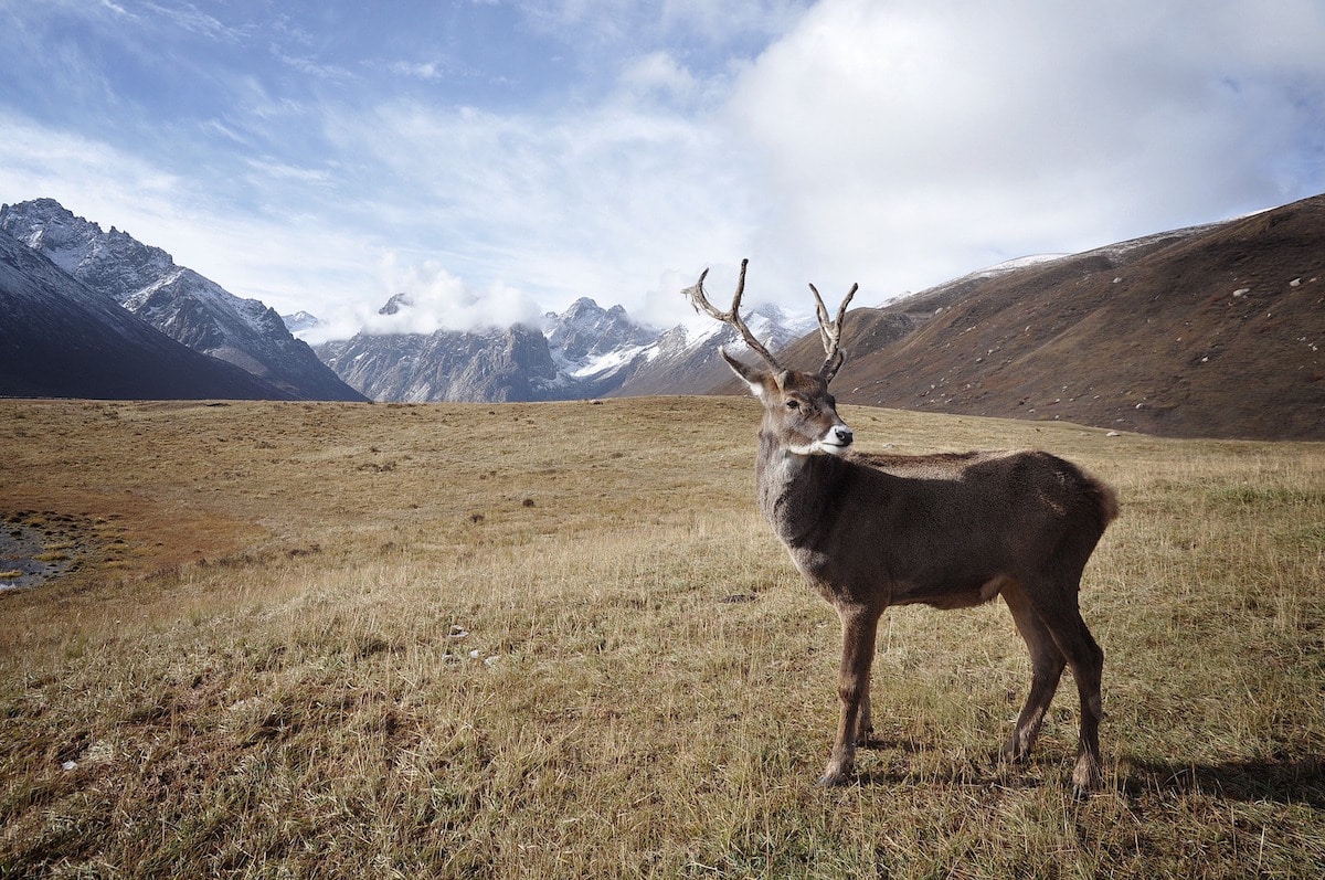 Caribou in Alaska