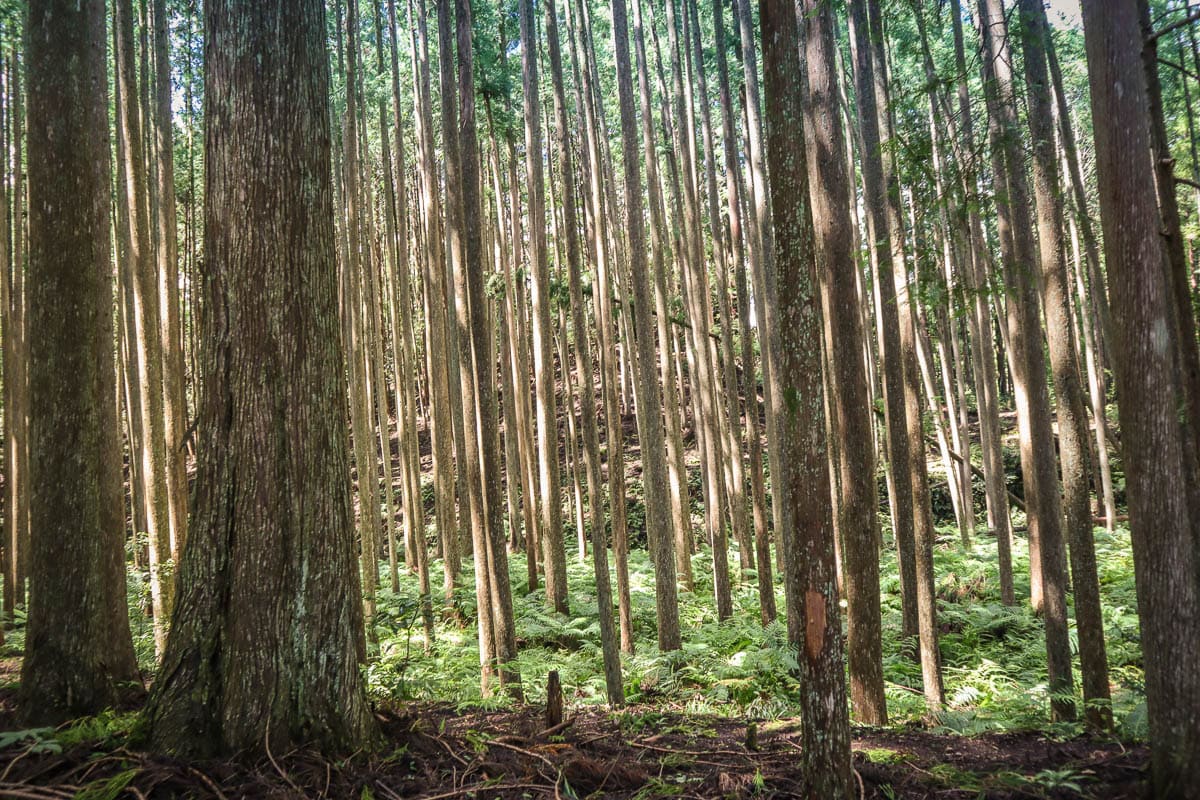 Beautiful forests make this a top pick for my Wakayama travel guide