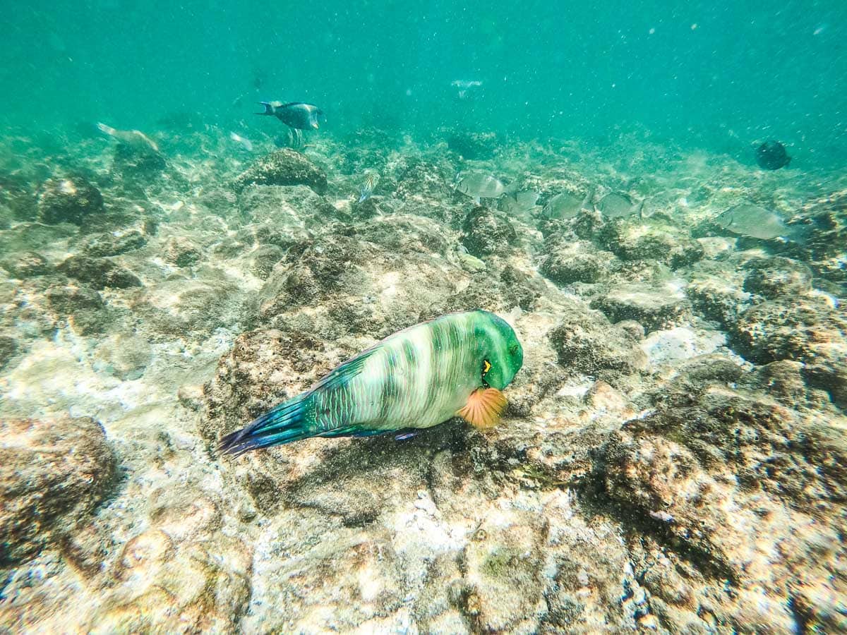 Snorkelling at Snoopy Island, Fujairah, UAE