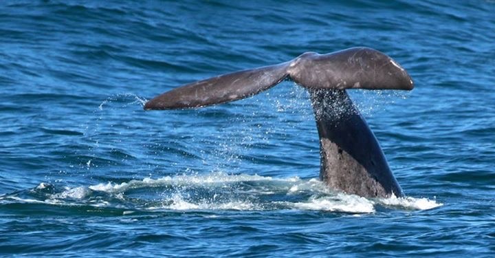 Whales in Hermanus, South Africa