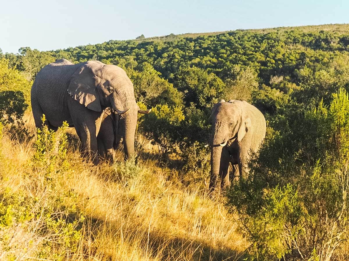 Elephants at Amakhala Game Reserve, South Africa 