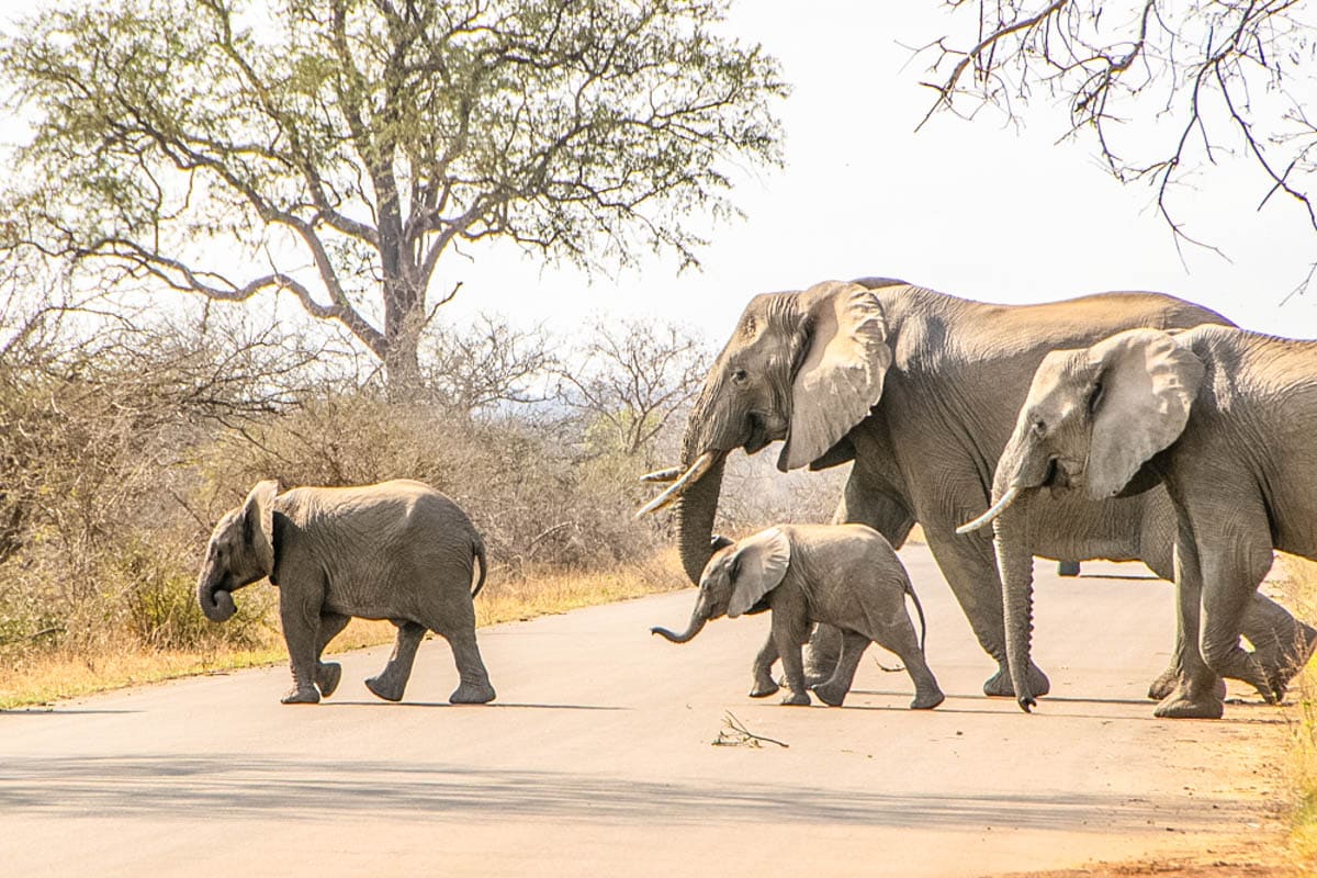 Elephants in Kruger National Park, South Africa