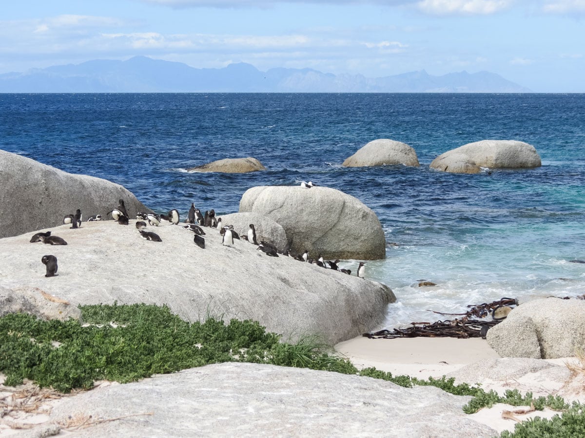 Penguins on Boulder’s Beach, South Africa