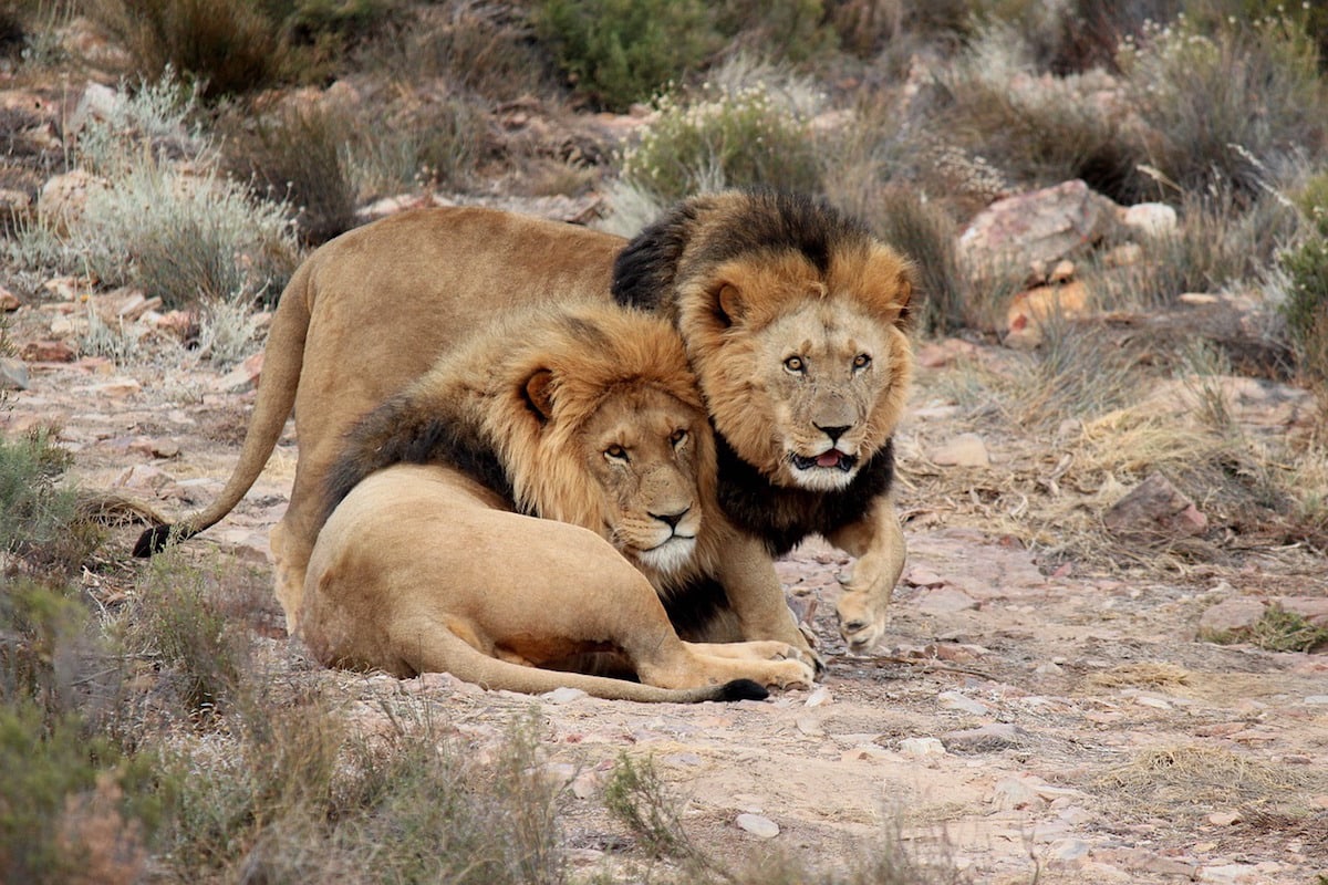 Lions in South Africa