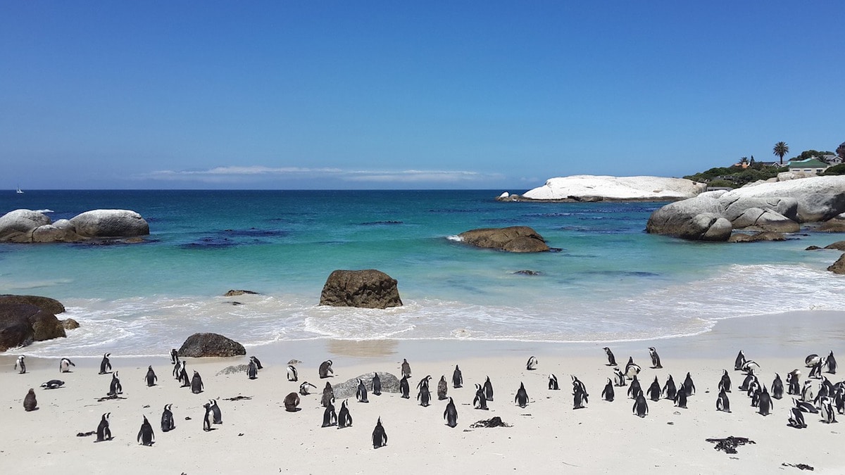 Penguins in South Africa