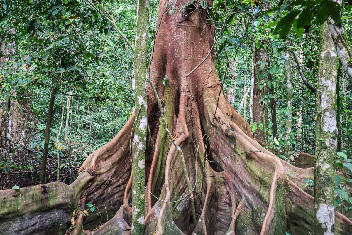 Ancient trees in Corcovado National Park, Costa Rica