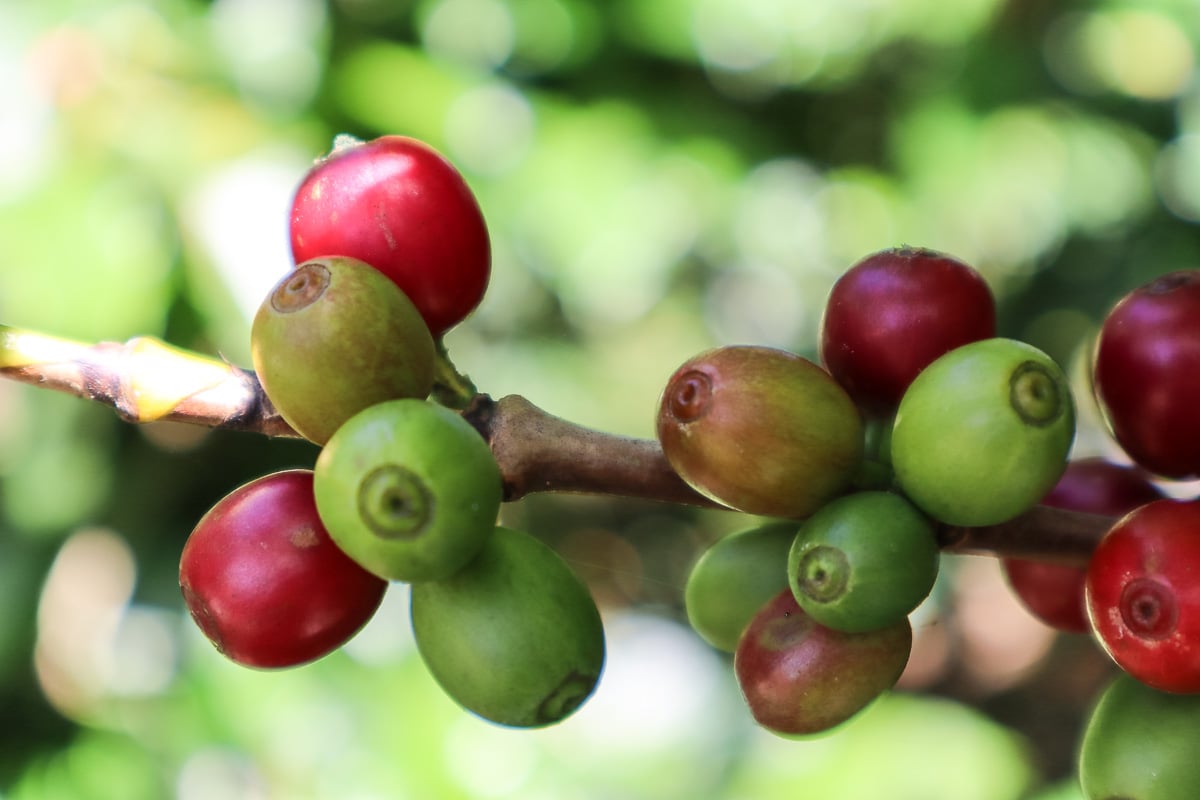 Espiritu Santo Coffee Tour, Naranjo