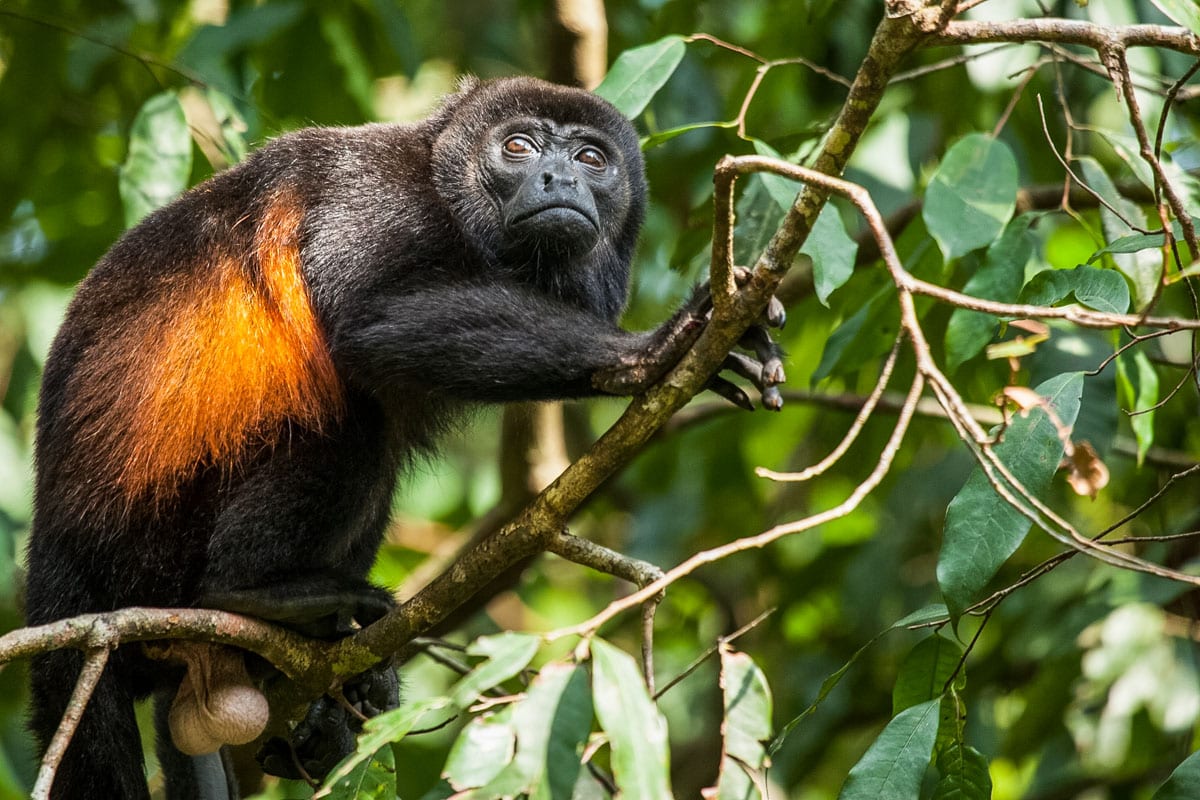 Monkeys at Lapa Rios, Costa Rica (Photo: Lapa Rios)