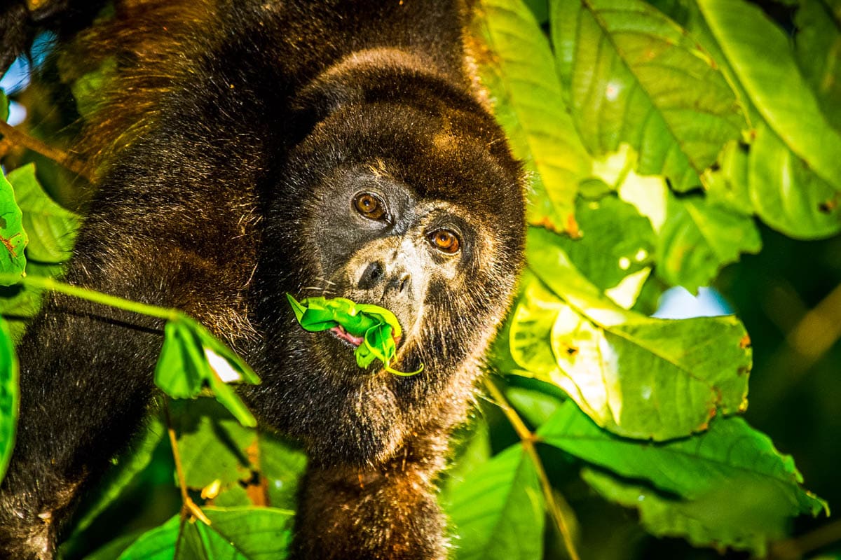 Monkeys at Lapa Rios, Costa Rica (Photo: Lapa Rios)