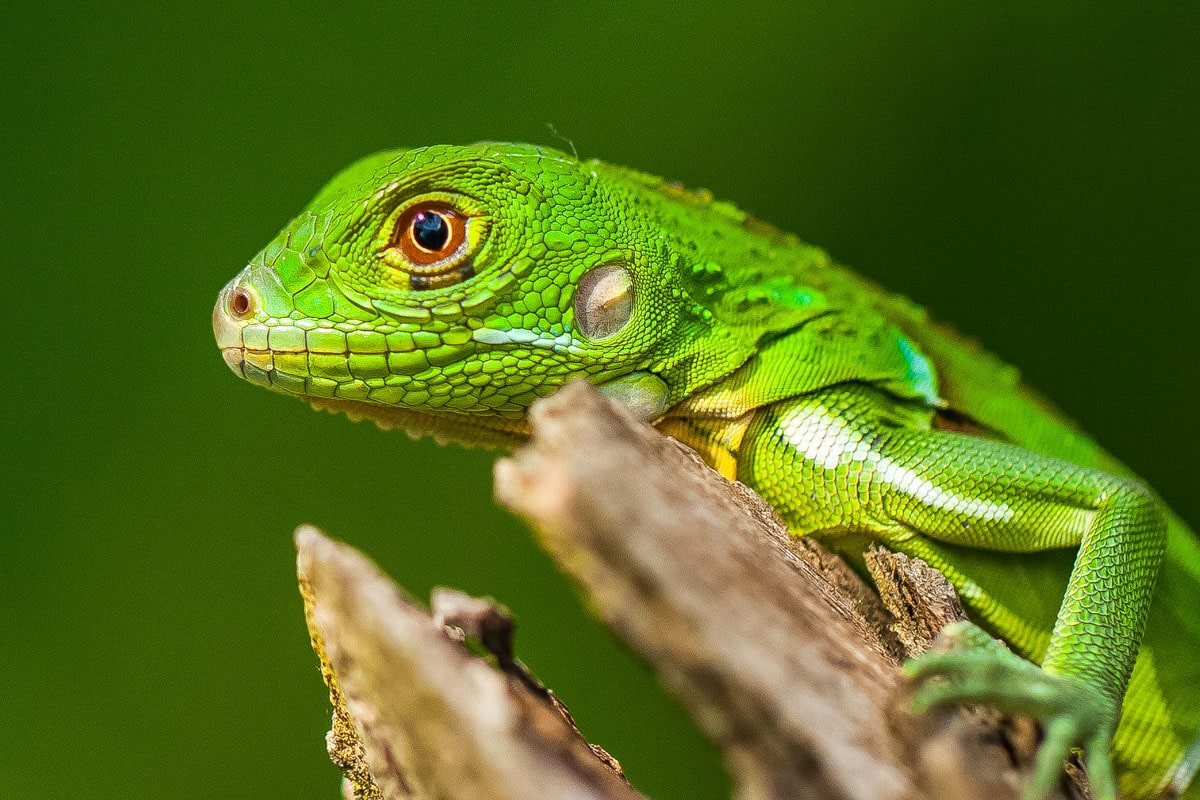 Lizard at Lapa Rios, Costa Rica (Photo: Lapa Rios)