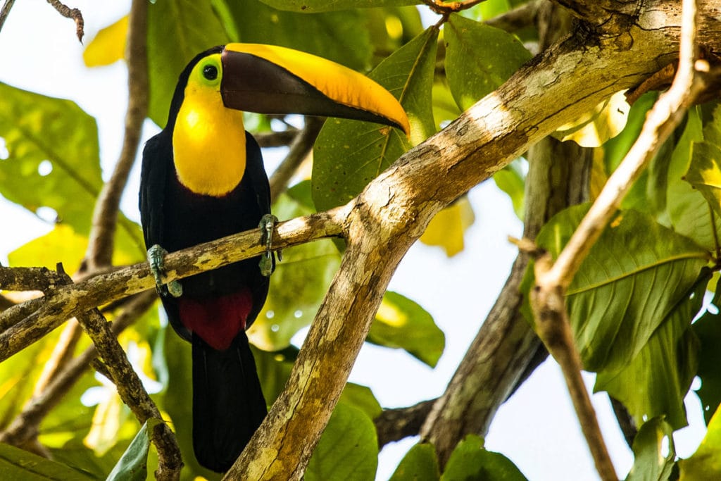 Toucan at Lapa Rios, Costa Rica (Photo: Lapa Rios)