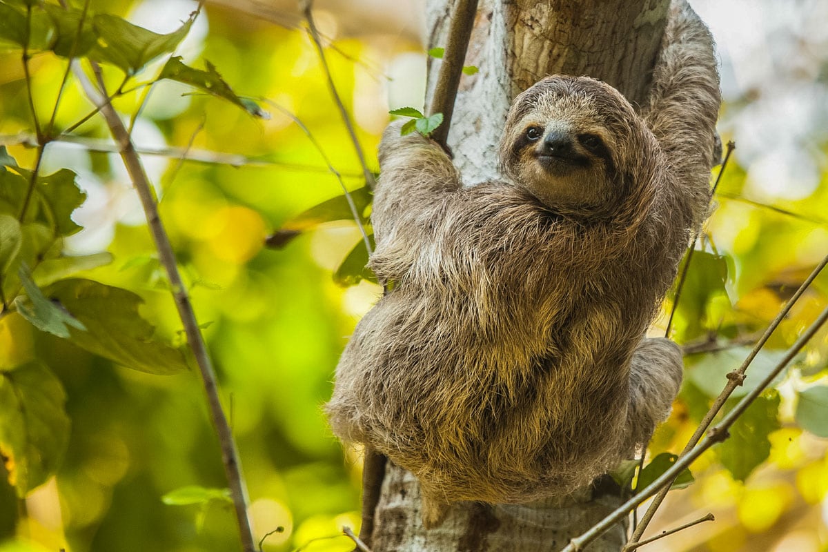 Sloth at Lapa Rios, Costa Rica (Photo: Lapa Rios)