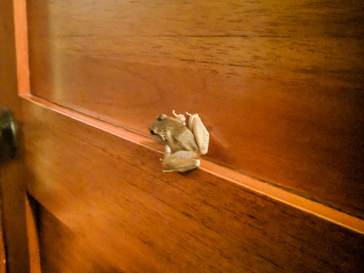 Frog on my door at Lapa Rios in the Osa Peninsula