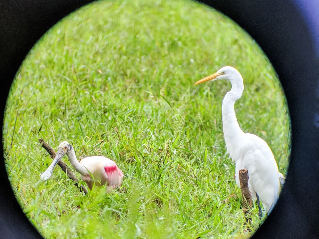 Wildlife spotting through a telescope in Corcovado National Park, Costa Rica