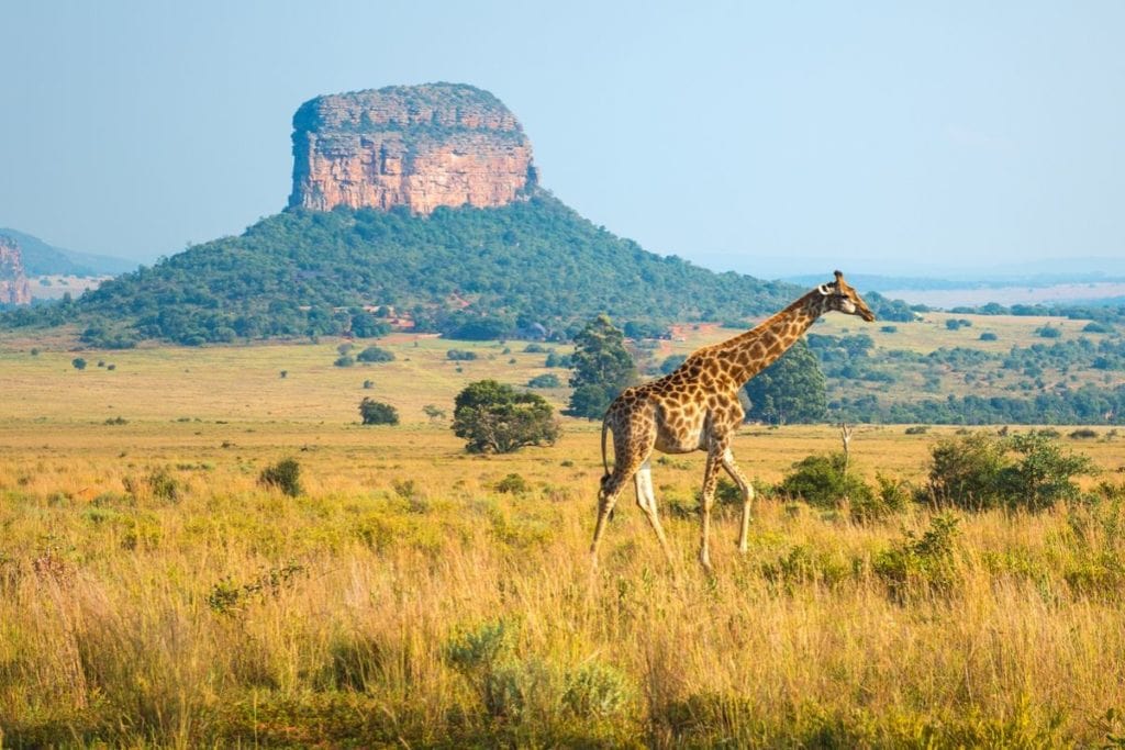 Giraffes in the wild in South Africa