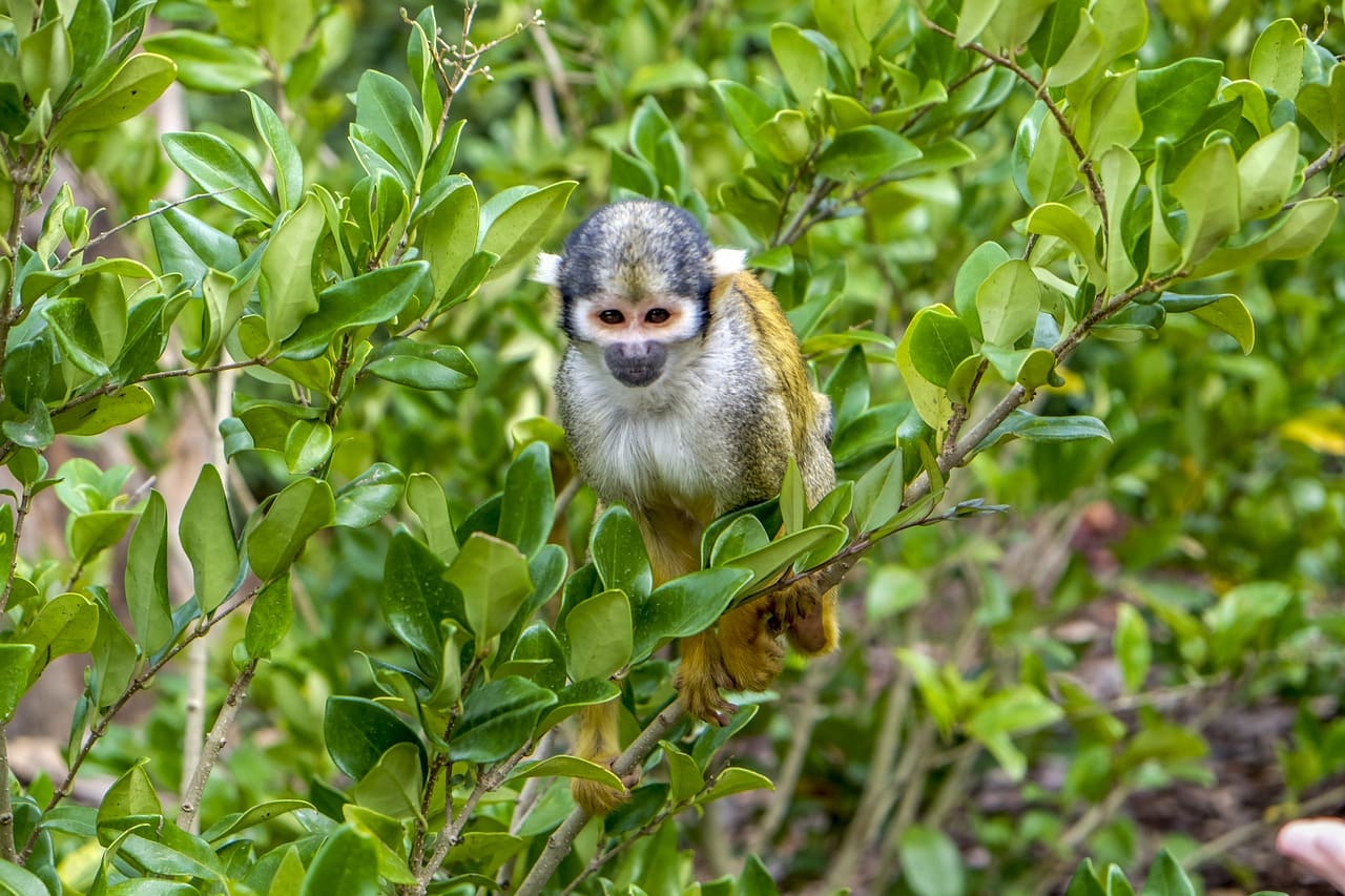 Squirrel monkey