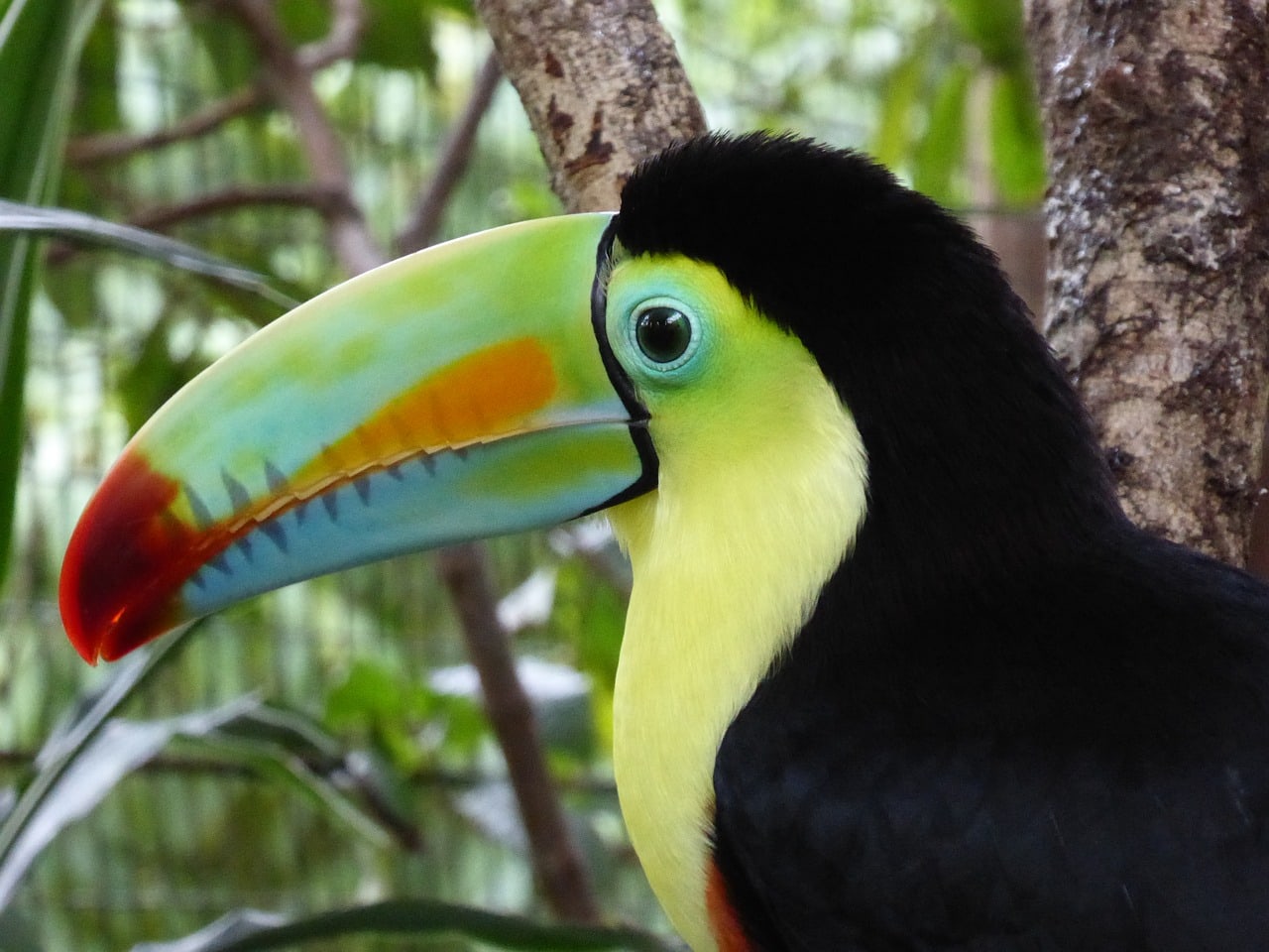 Toucan