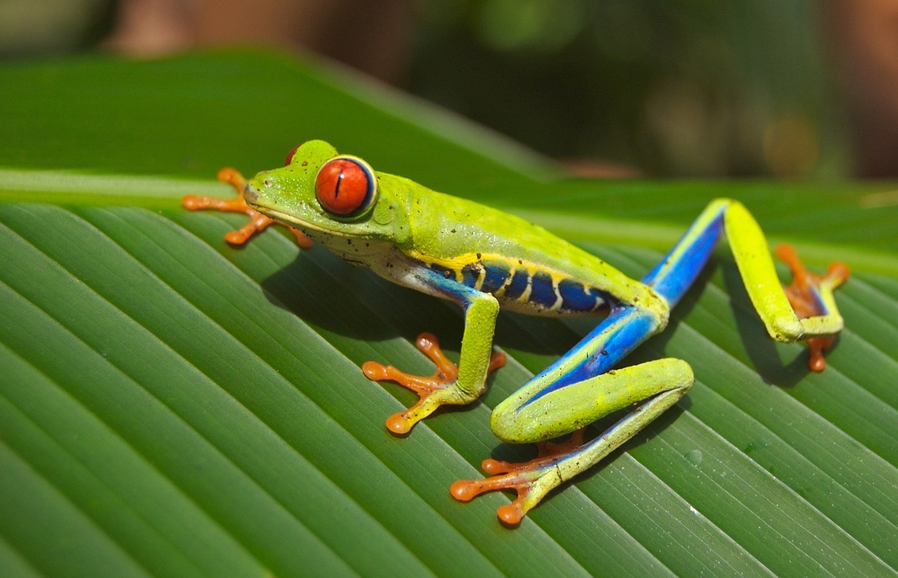 Tree frog