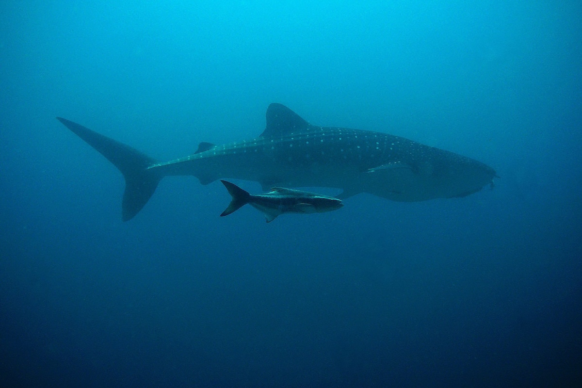 Whale shark - diving in Koh Tao, Thailand 