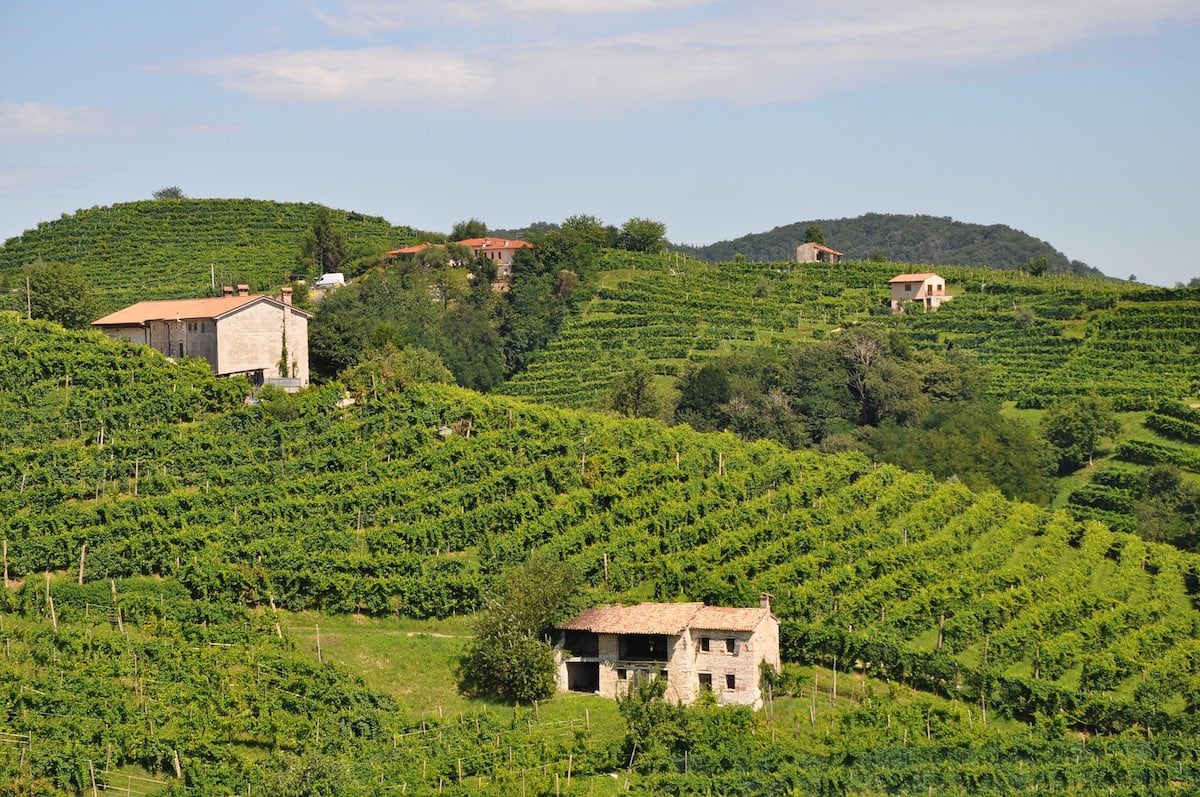 Vineyards in the Treviso region of Italy