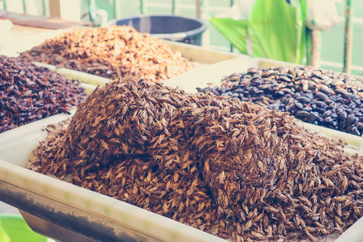 Bugs for sale in Bangkok