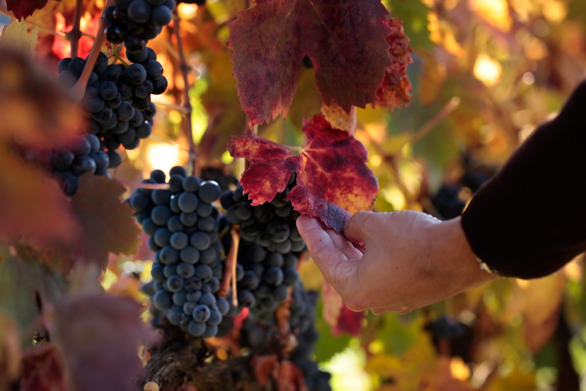 Harvest time in La Rioja, Spain