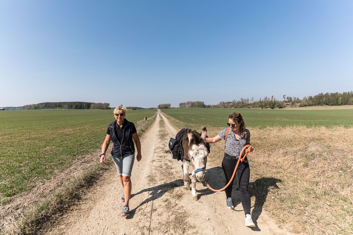 Donkey trekking in Sörmland, Sweden