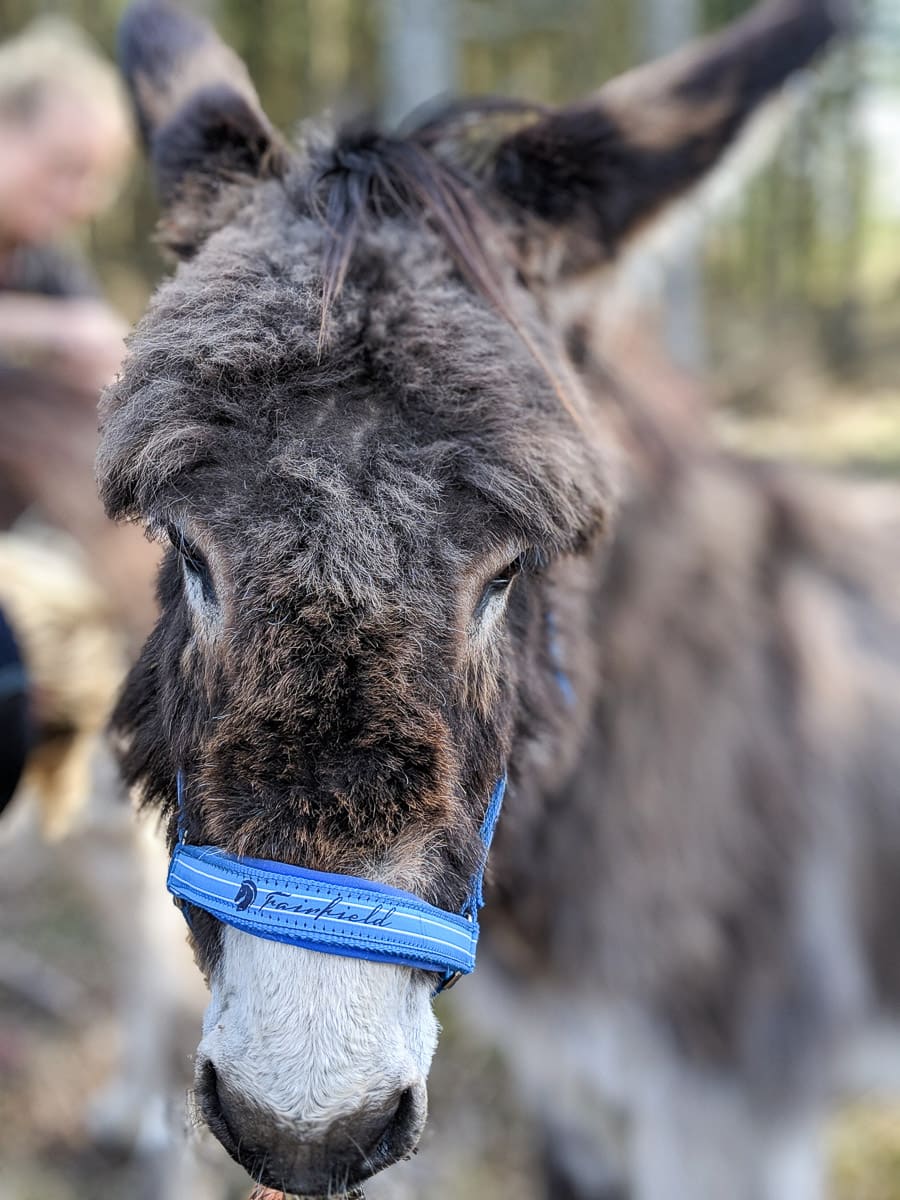 Donkey trekking in Sörmland, Sweden