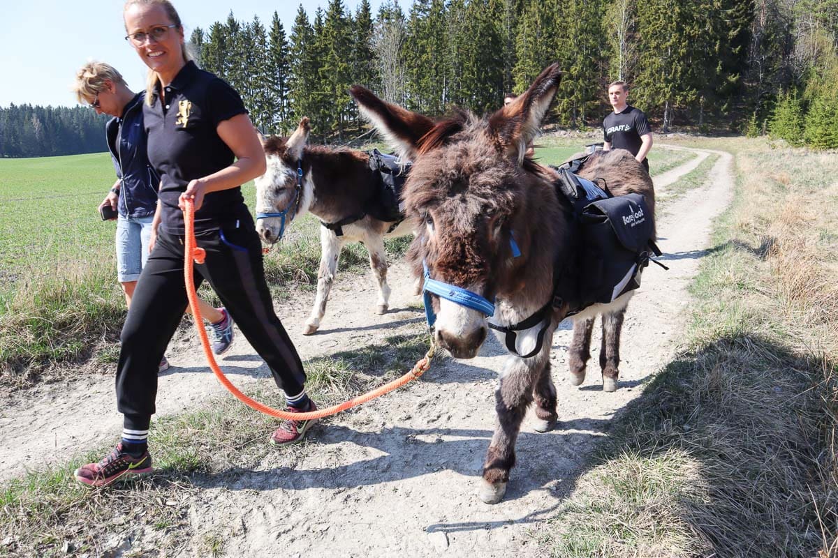 Donkey trekking in Sörmland, Sweden