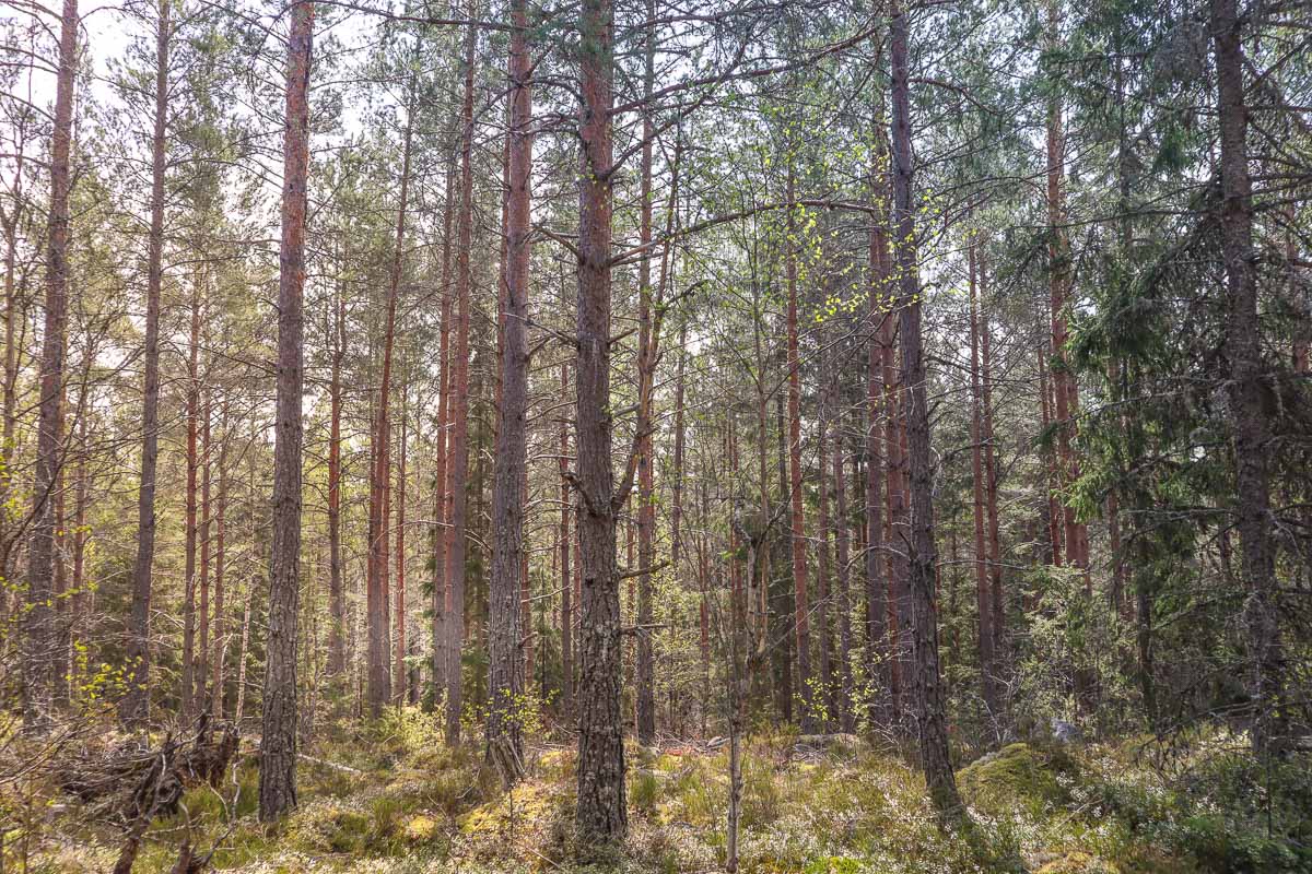 Forests on the Sörmlandsleden, Sweden