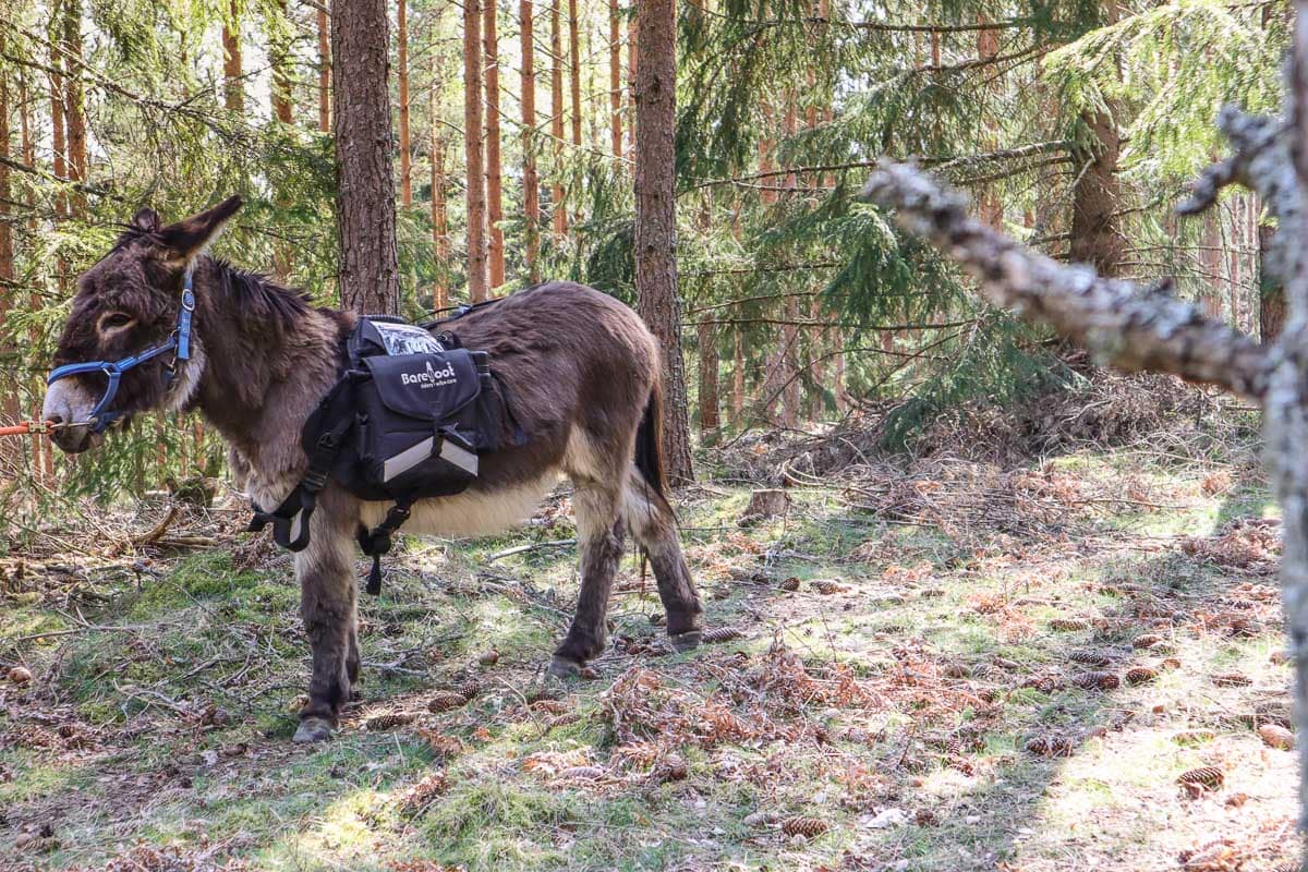 Donkey trekking through Sörmland's forests, Sweden