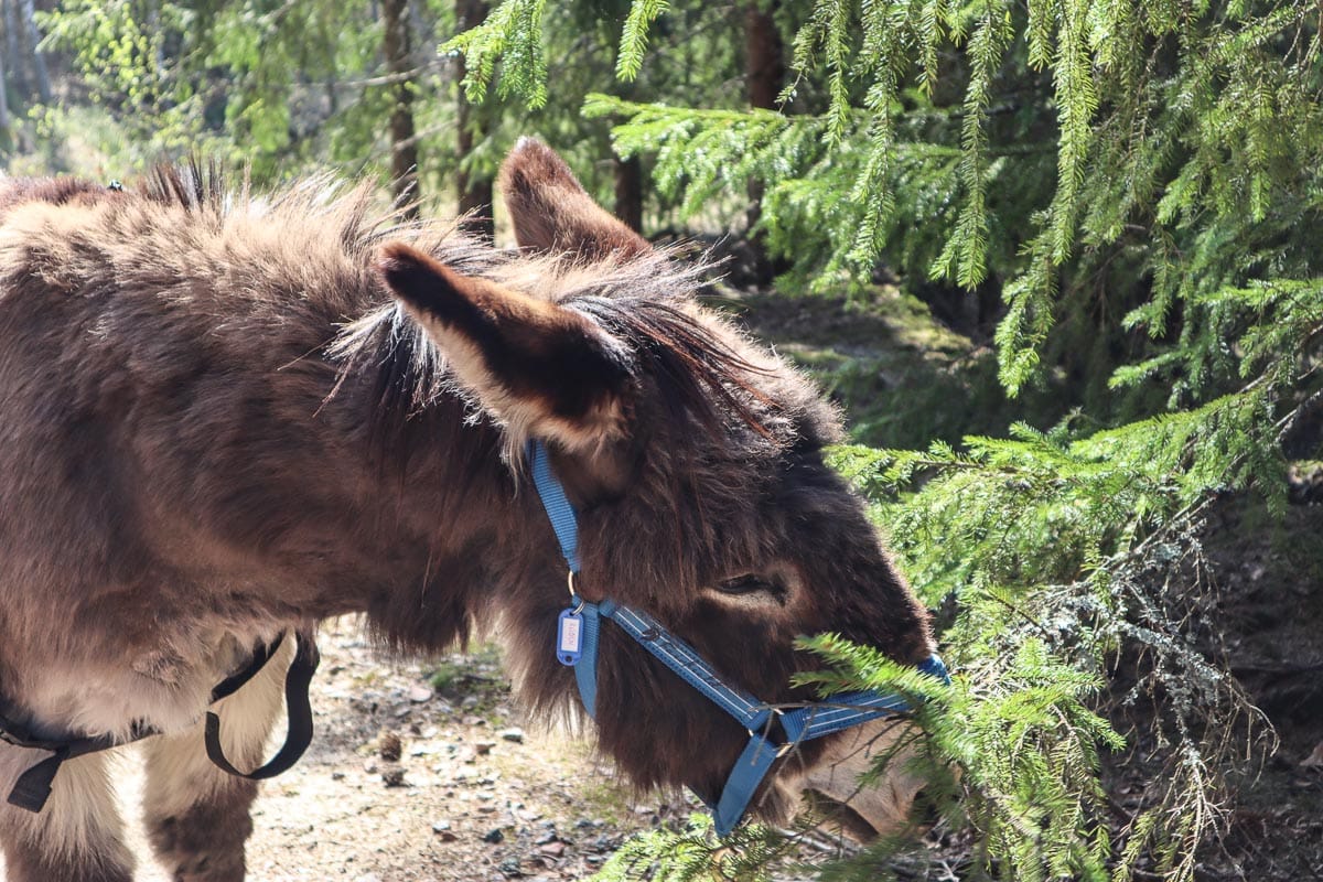 Donkey trekking through Sörmland's forests, Sweden