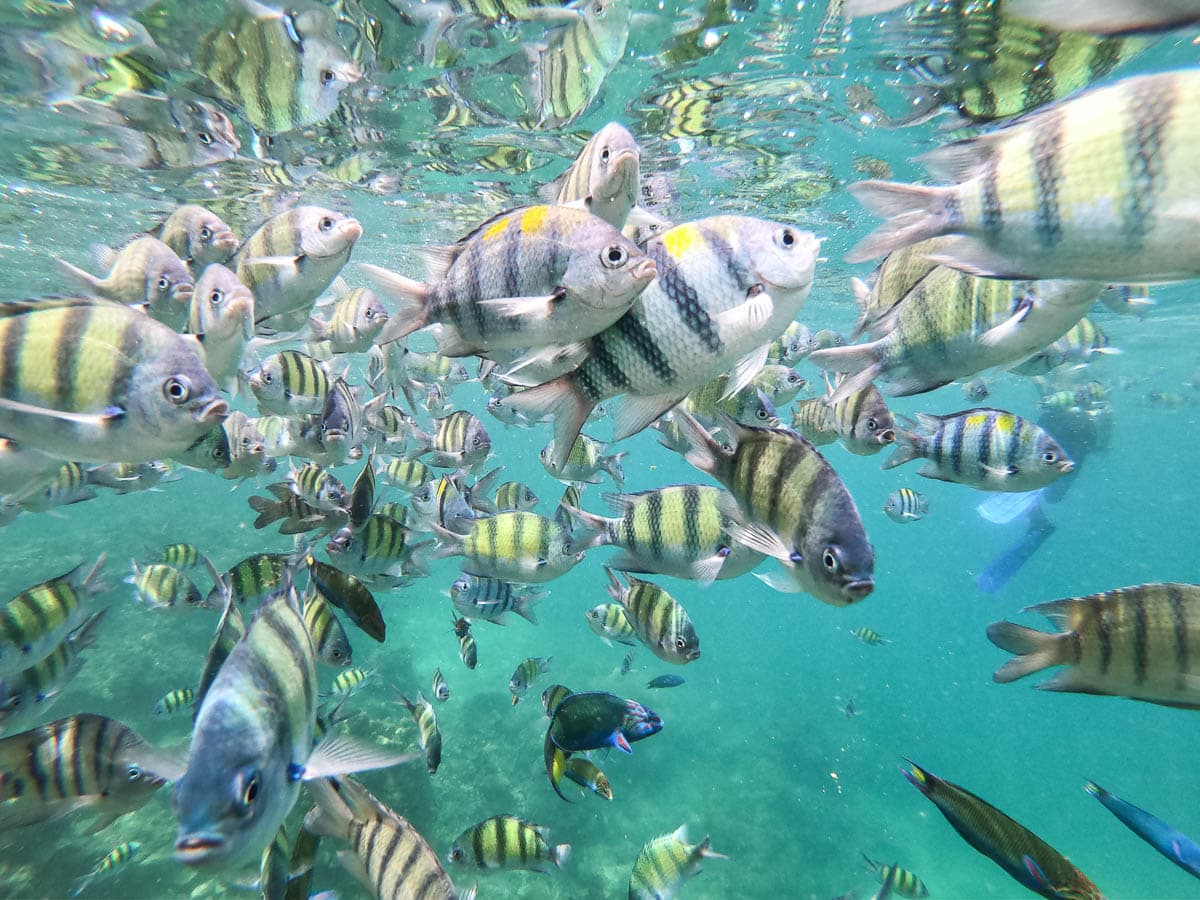 Tropical fish on our snorkel trip