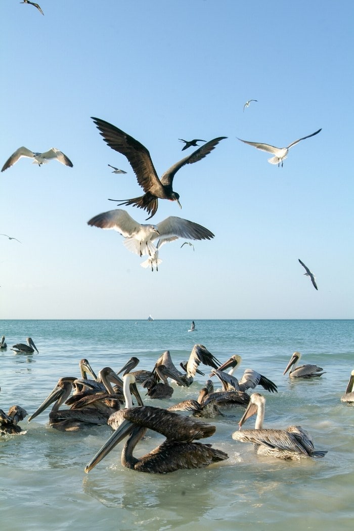 Birds on Isla Holbox, Mexico