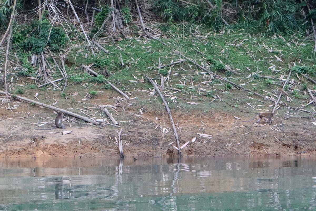 Monkeys on the shore of Cheow Lan Lake, Thailand