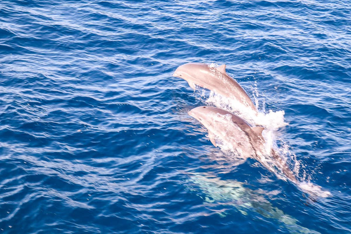 Dolphins in Dominica