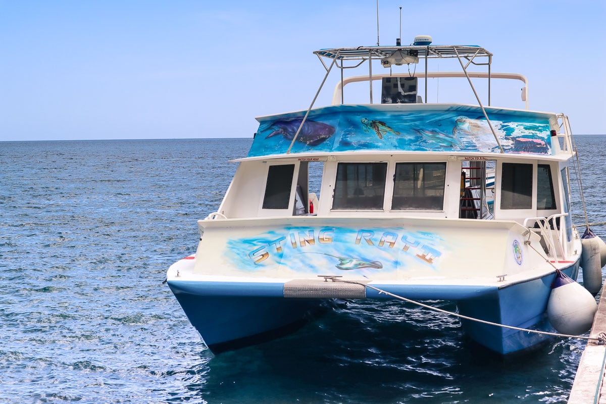 Whale watching tour, Dominica