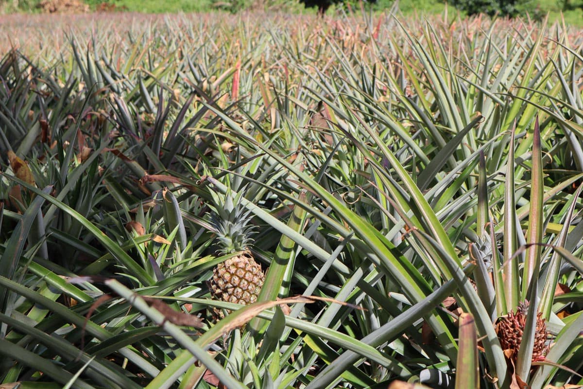 Pineapple fields in Dominica