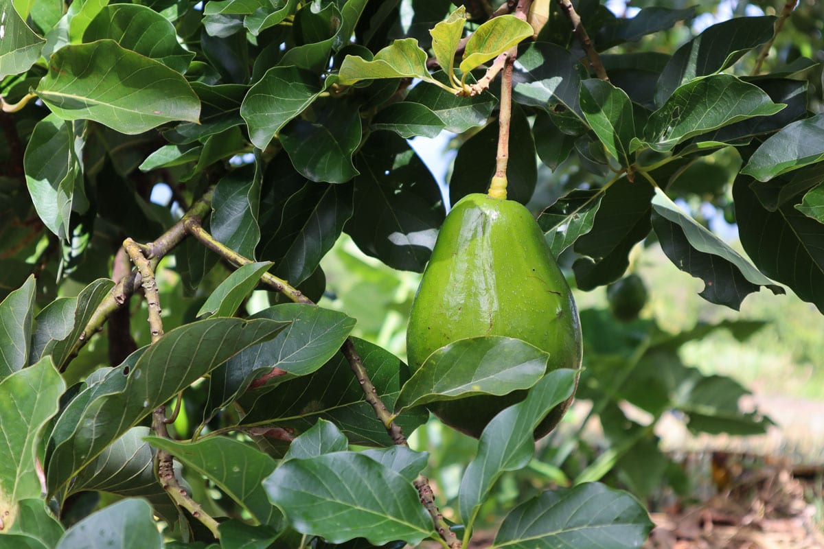 Avocado trees in Dominica