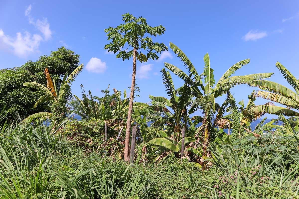 Lush views in Dominica