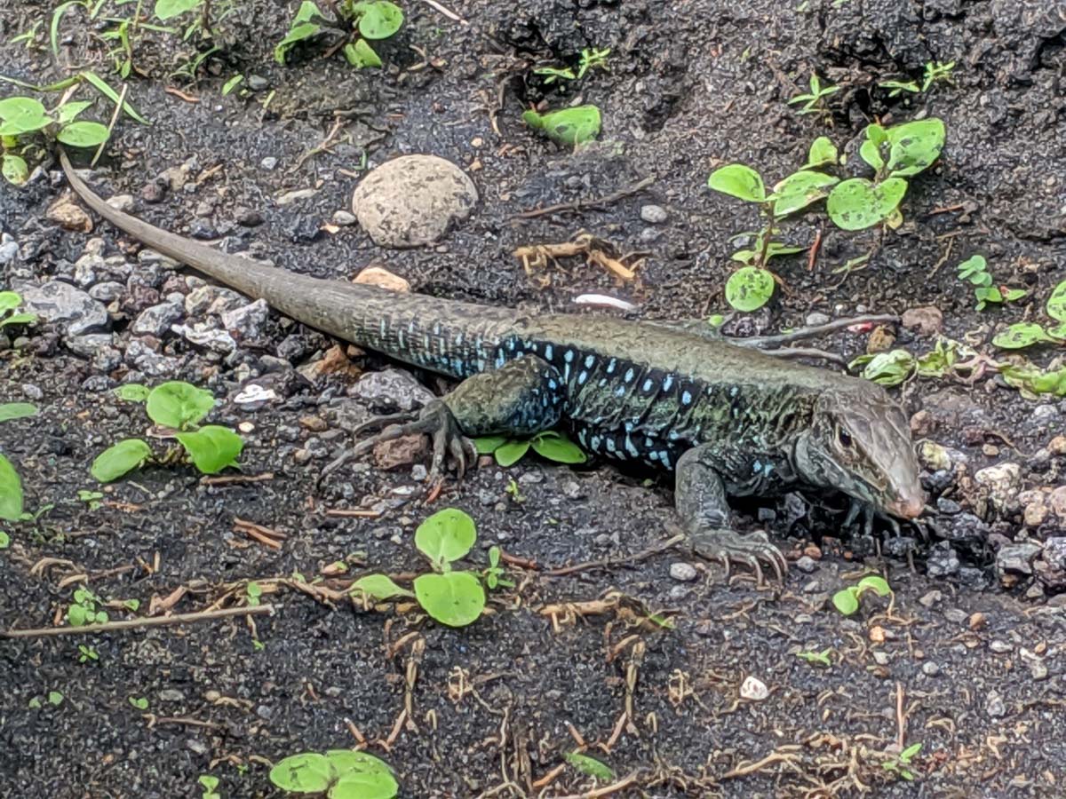 Dominican ground lizard