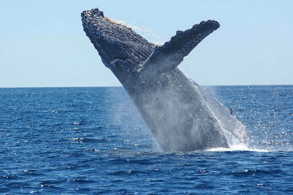 Humpback whale (for reference - sadly not spotted on this trip!)