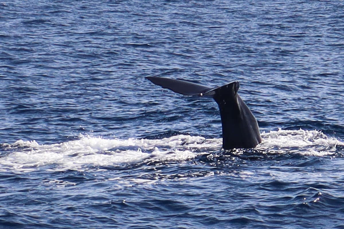 Whale watching, Dominica