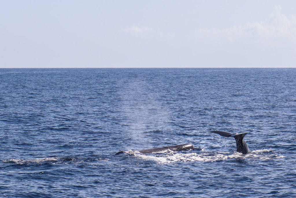 Whale Watching In Dominica - Sperm Whales, Dolphins And More: 2024 Guide