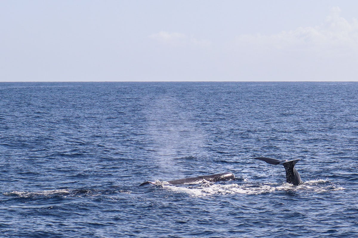 Sperm whales in Dominica