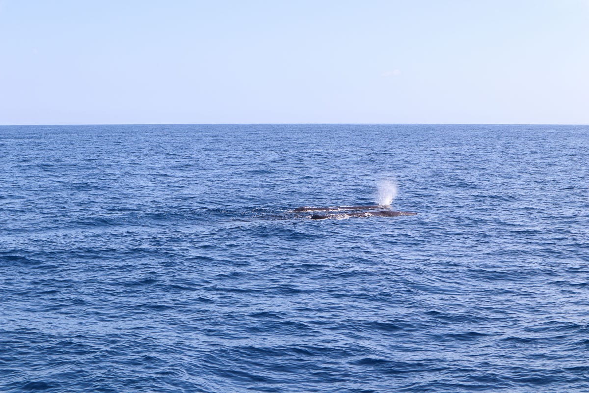 First sighting of sperm whales