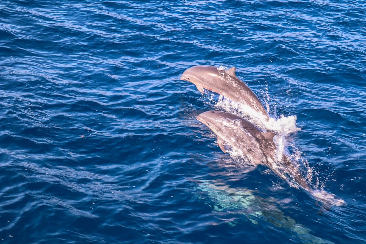 Dolphins in Dominica, Caribbean