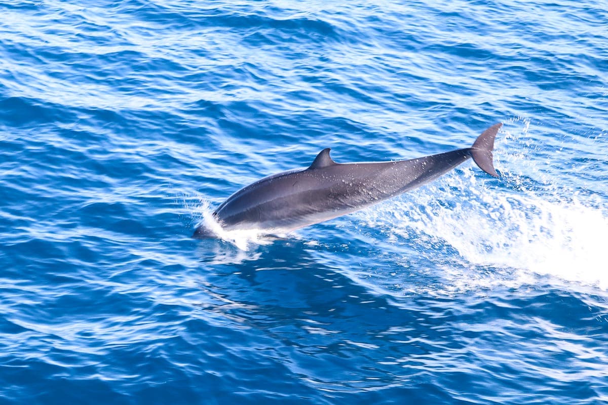 Dolphins in Dominica, Caribbean