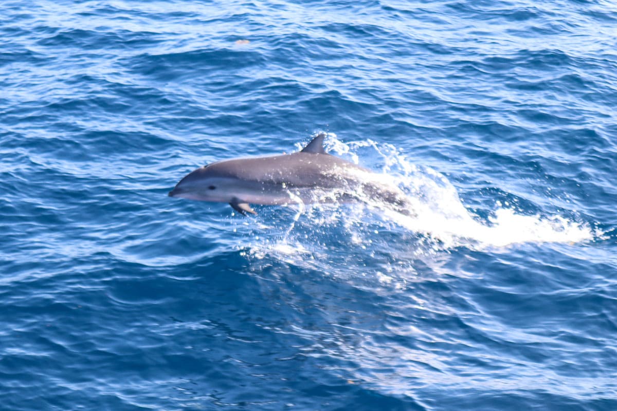 Dolphins in Dominica, Caribbean